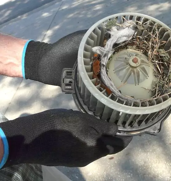 About Air Duct Mice Removal in New Port Richey, FL